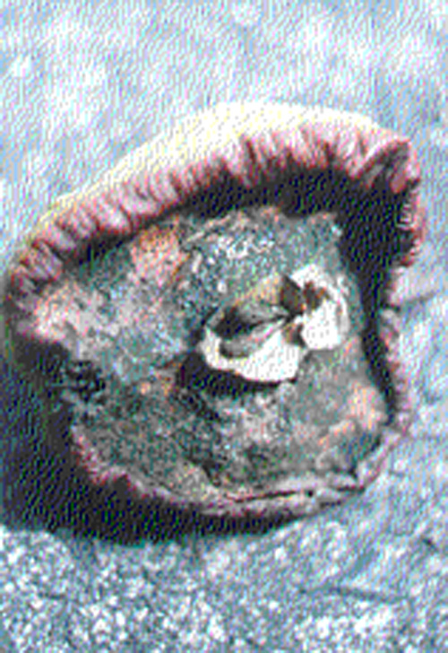 Image sorcière de Jules